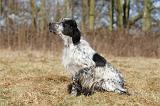 SETTER ANGLAIS 026